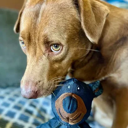 Onbreekbaar Bear Speelgoed voor Zware Kauwers voor Honden | Duurzaam en Sterk | Perfect voor Intense Kauwsessies