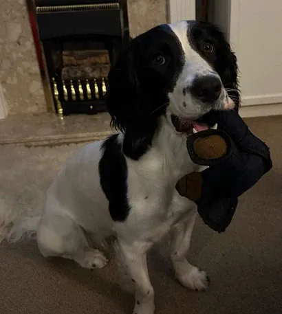 Onbreekbaar Bear Speelgoed voor Zware Kauwers voor Honden | Duurzaam en Sterk | Perfect voor Intense Kauwsessies