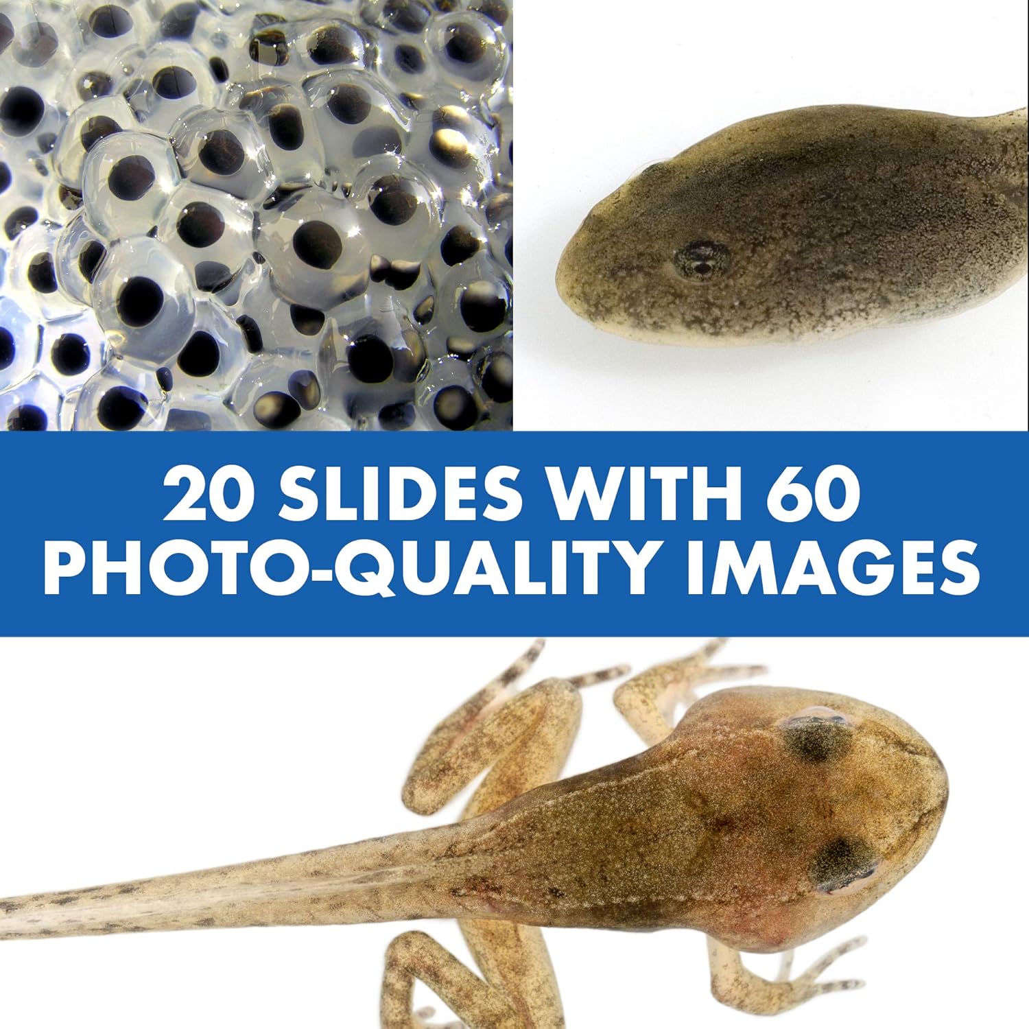 Kindermicroscoop|STEM leer speelgoed met stemfunctie & vergroting