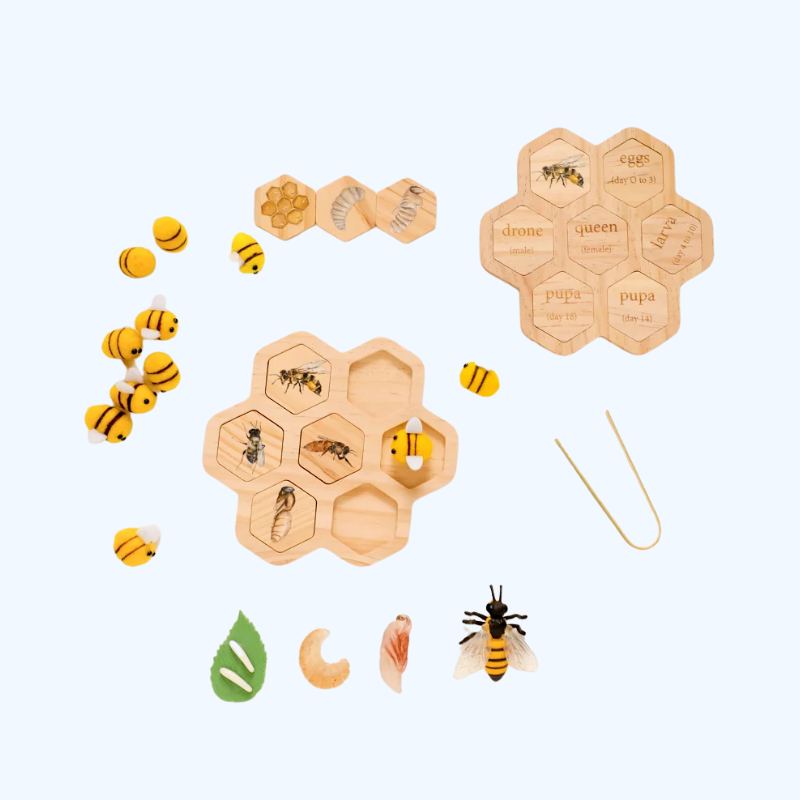Montessori Levenscyclus Bord - Bijen & Dieren Groei Model Set