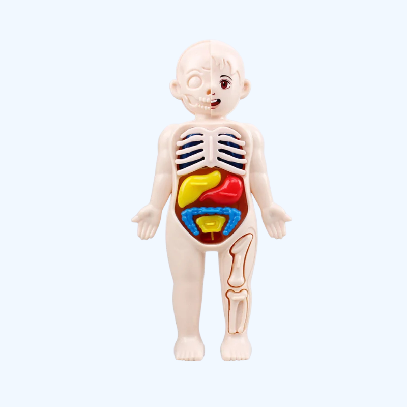 Montessori 3D Puzzel Menselijk Lichaam - Anatomie Model Educatief Speelgoed, Leren en Assembleren Organen Spel voor Kinderen