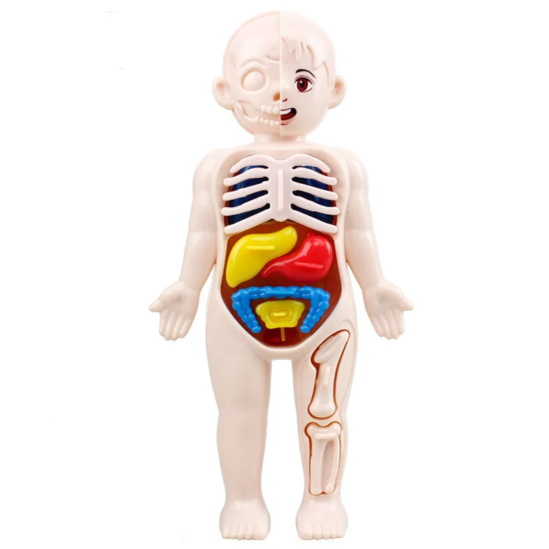 Menselijk Lichaam 3D Puzzel voor Kinderen | Educatief Anatomie Model met Organen – Montessori Lichaamsspeelgoed vanaf 6 Jaar