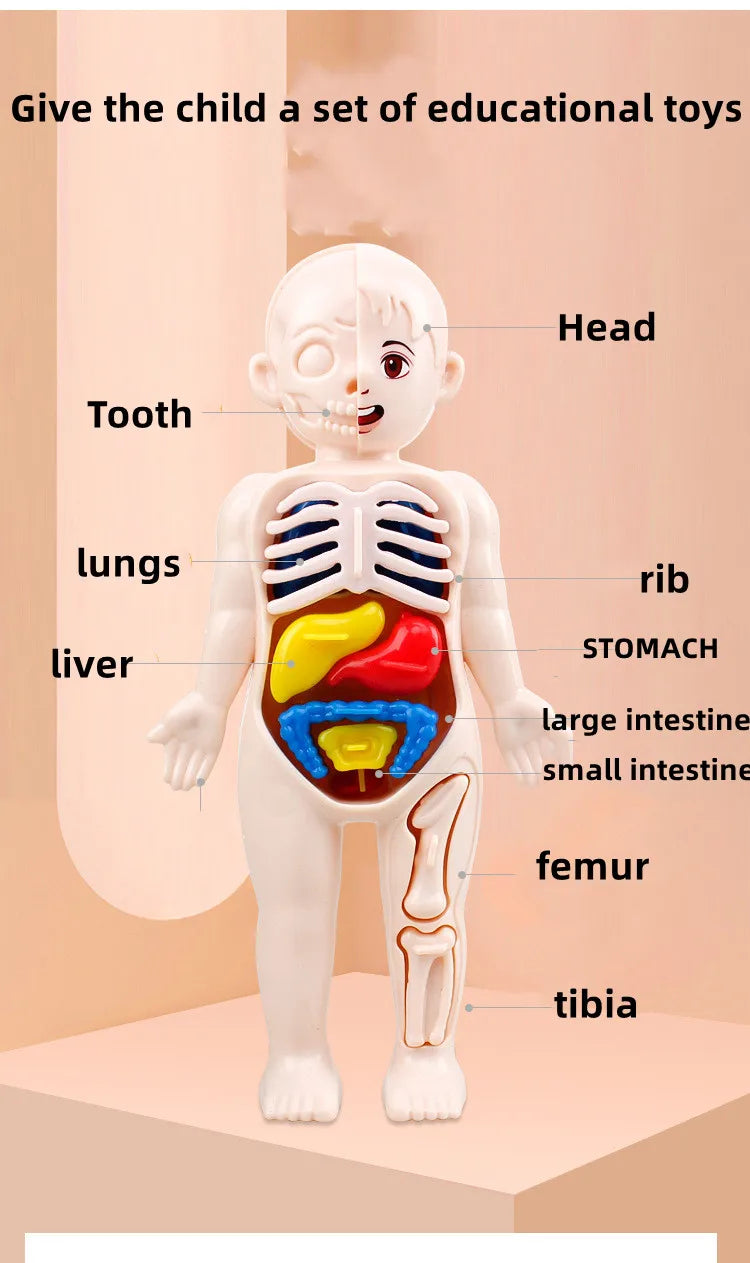 Montessori 3D Puzzel Menselijk Lichaam - Anatomie Model Educatief Speelgoed, Leren en Assembleren Organen Spel voor Kinderen