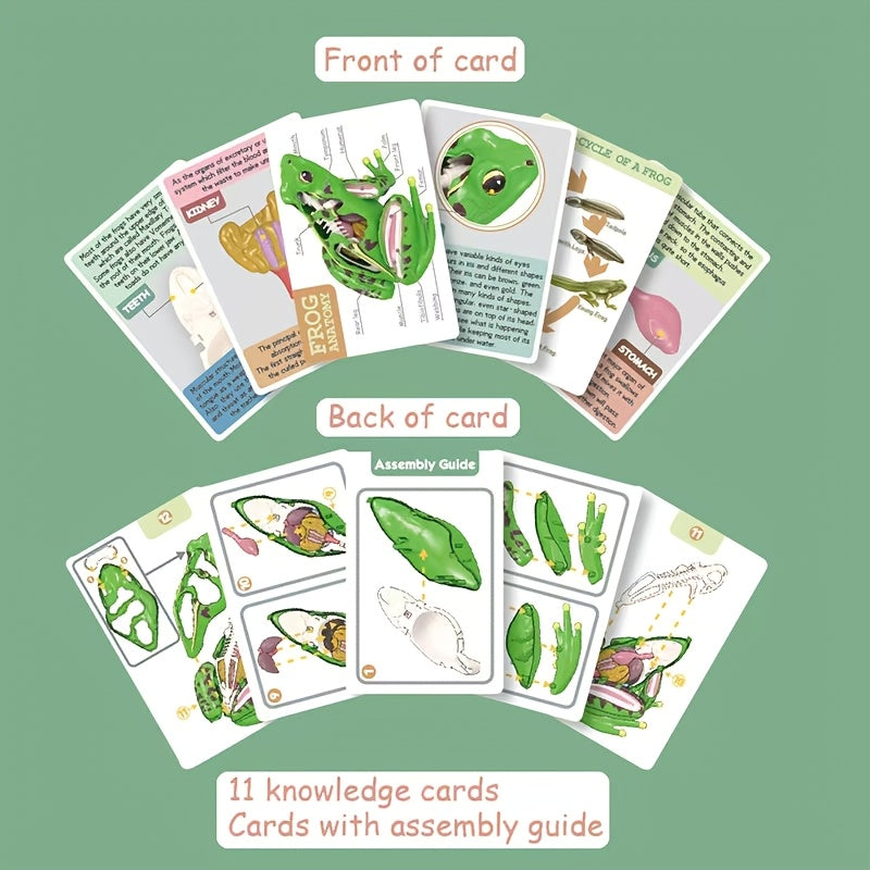 4D Kikker Anatomie Model | Educatief Biologie Speelgoed Kinderen