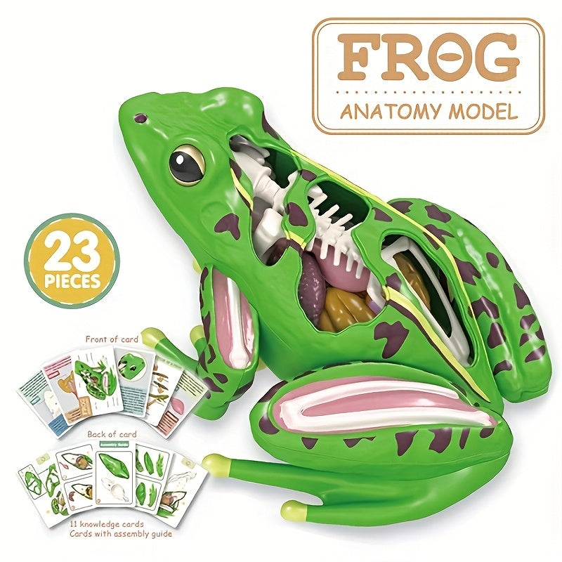 4D Kikker Anatomie Model | Educatief Biologie Speelgoed Kinderen