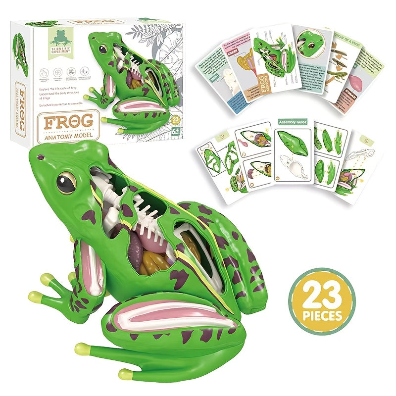 4D Kikker Anatomie Model | Educatief Biologie Speelgoed Kinderen