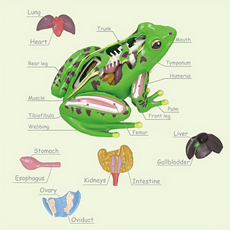 4D Kikker Anatomie Model | Educatief Biologie Speelgoed Kinderen