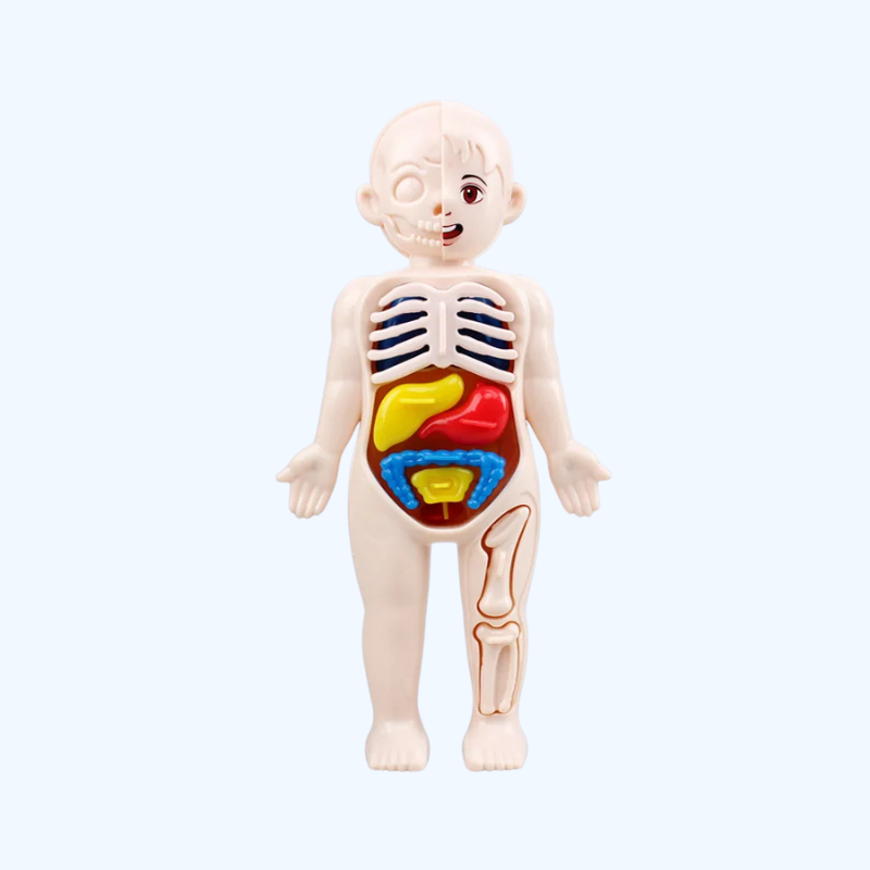 Menselijk Lichaam 3D Puzzel voor Kinderen | Educatief Anatomie Model met Organen – Montessori Lichaamsspeelgoed vanaf 6 Jaar