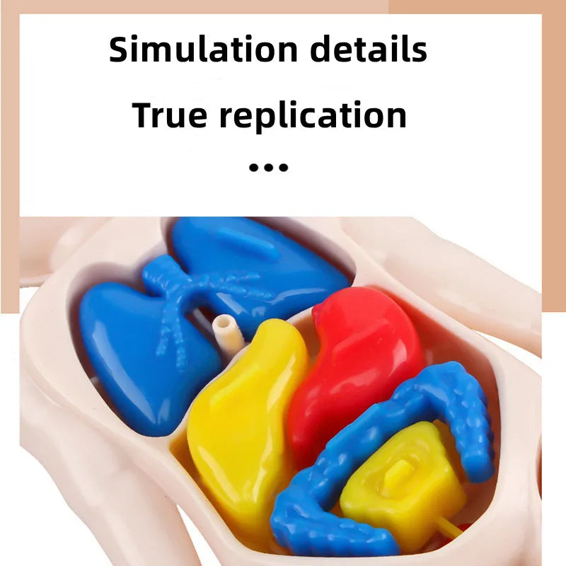 Menselijk Lichaam 3D Puzzel voor Kinderen | Educatief Anatomie Model met Organen – Montessori Lichaamsspeelgoed vanaf 6 Jaar